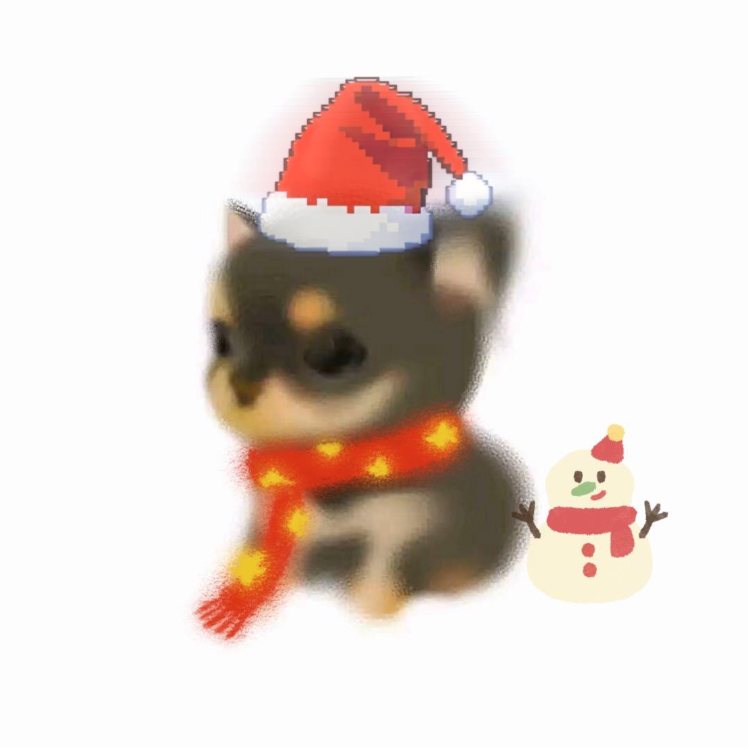 信鸽
