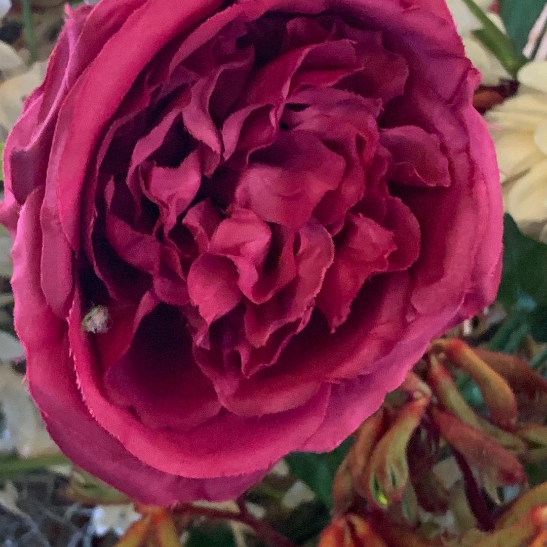 贫穷限制了你的想象