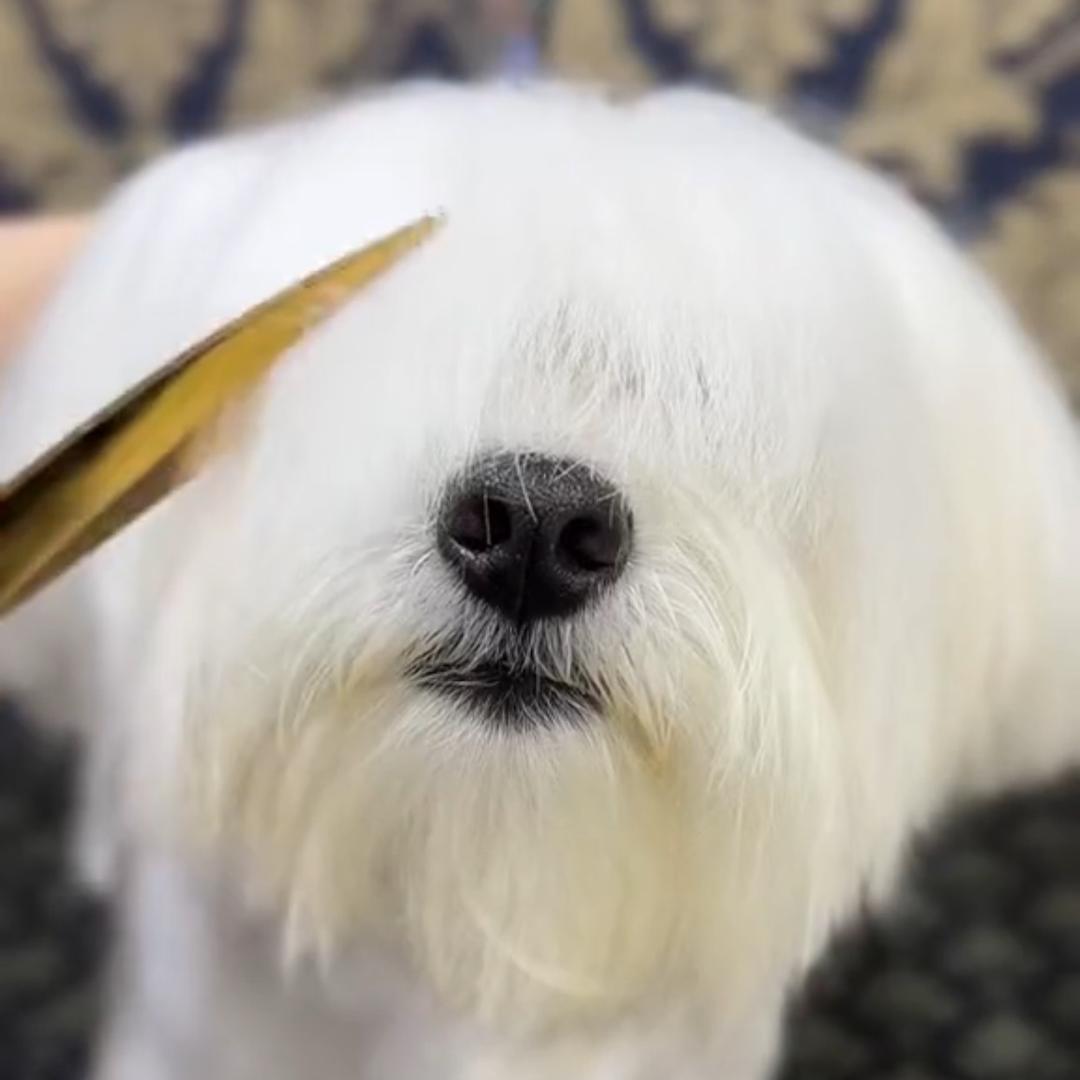 萌爱