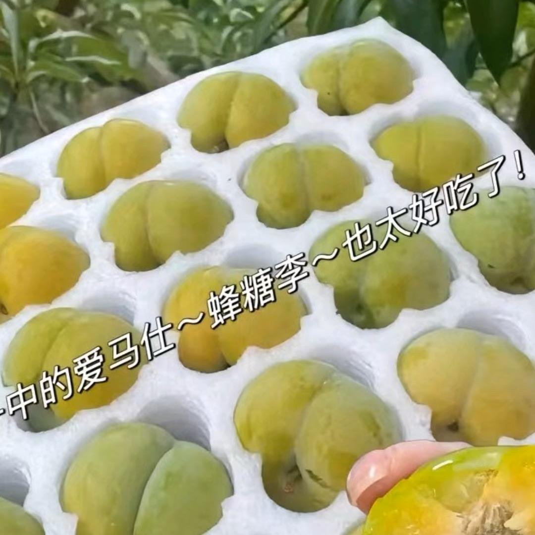 蜂糖李原产地