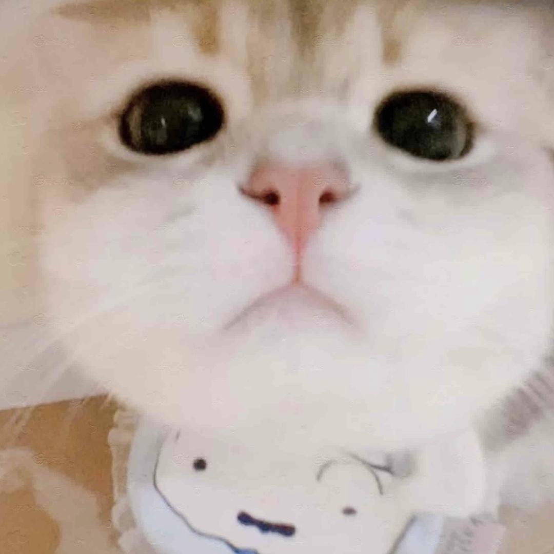 我也喜欢猫qwq