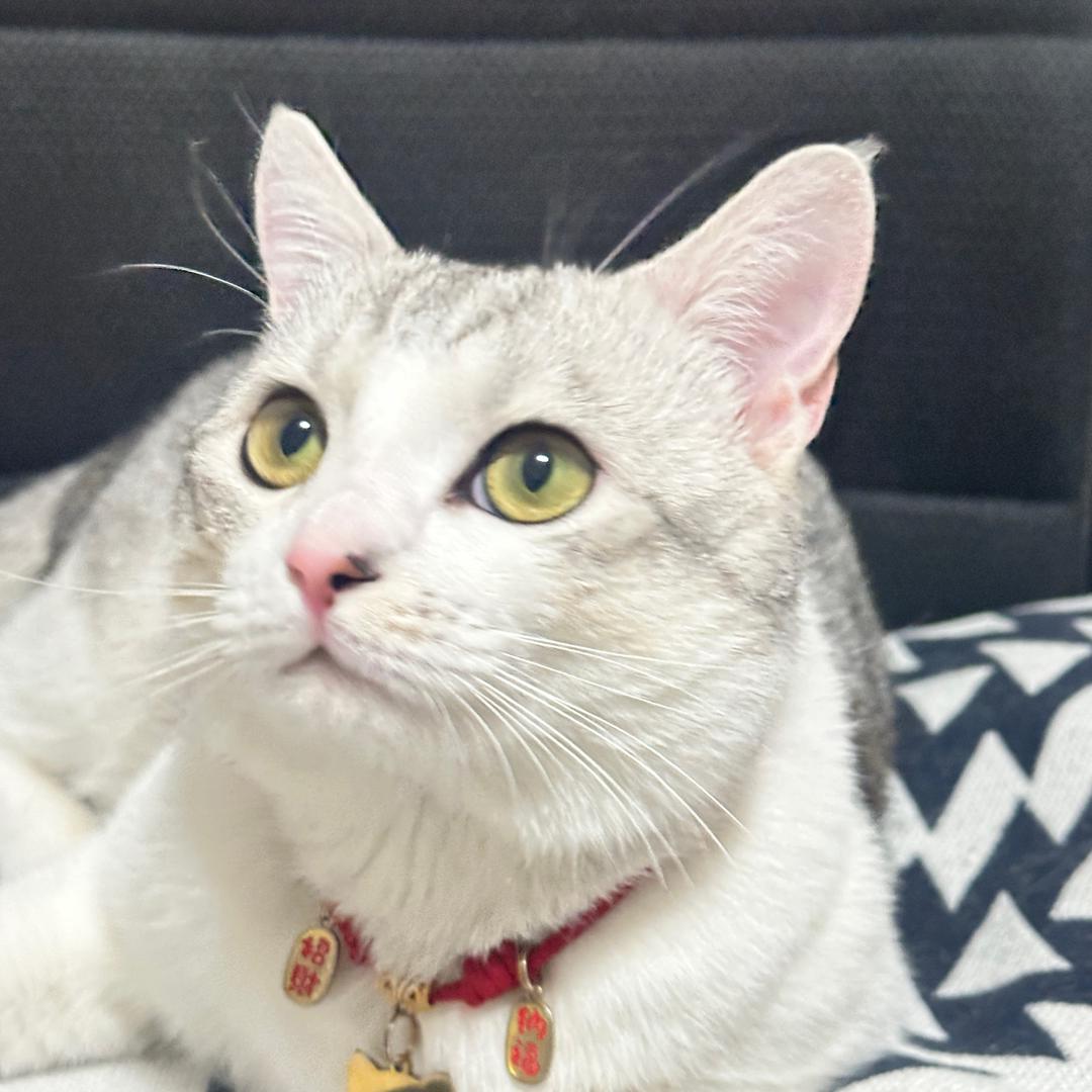 六一是个宝🐈