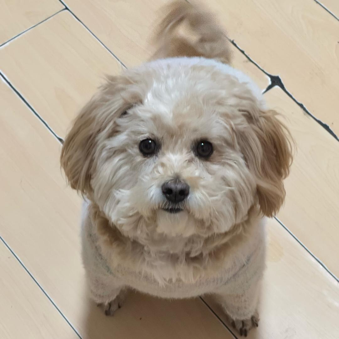 贝贝是小狗