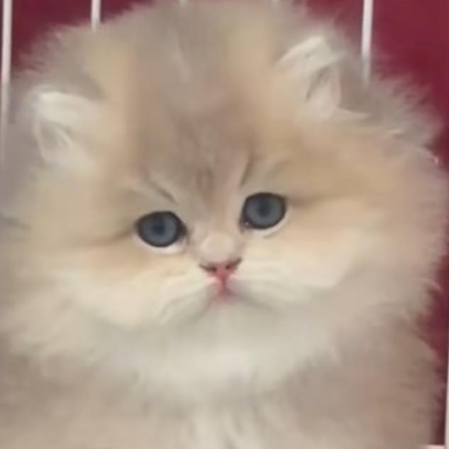 铭苑🐱花园2号