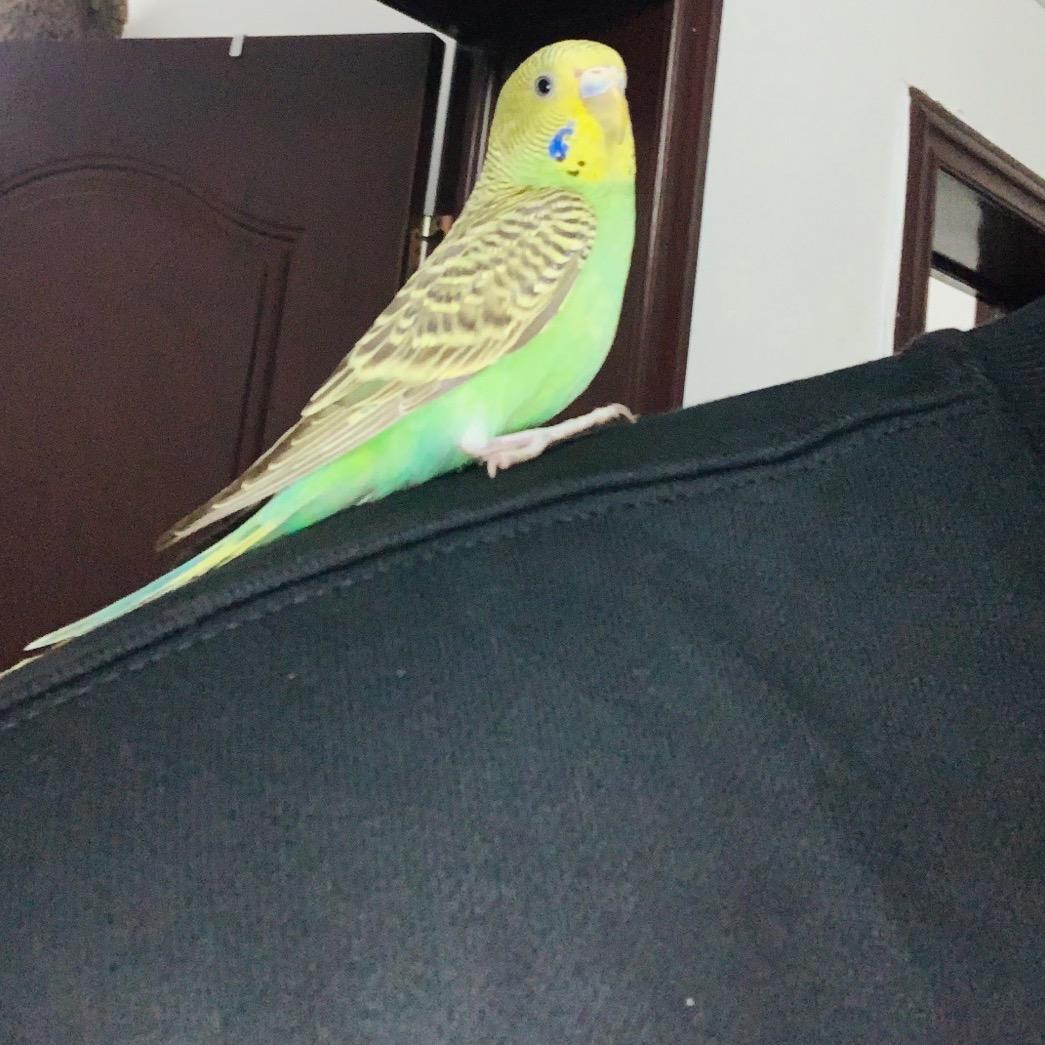 毫无训练痕迹协会