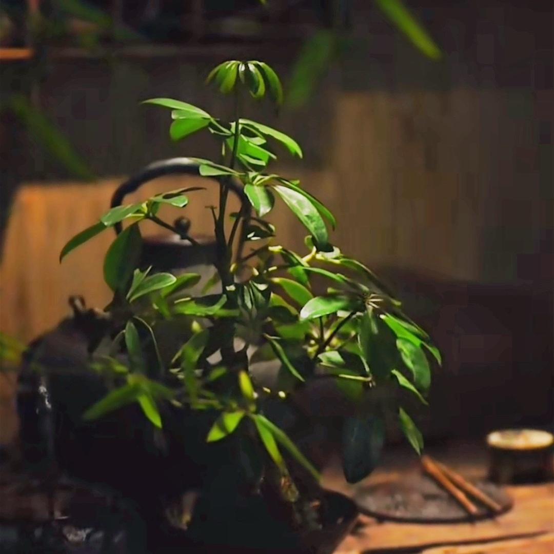 静心