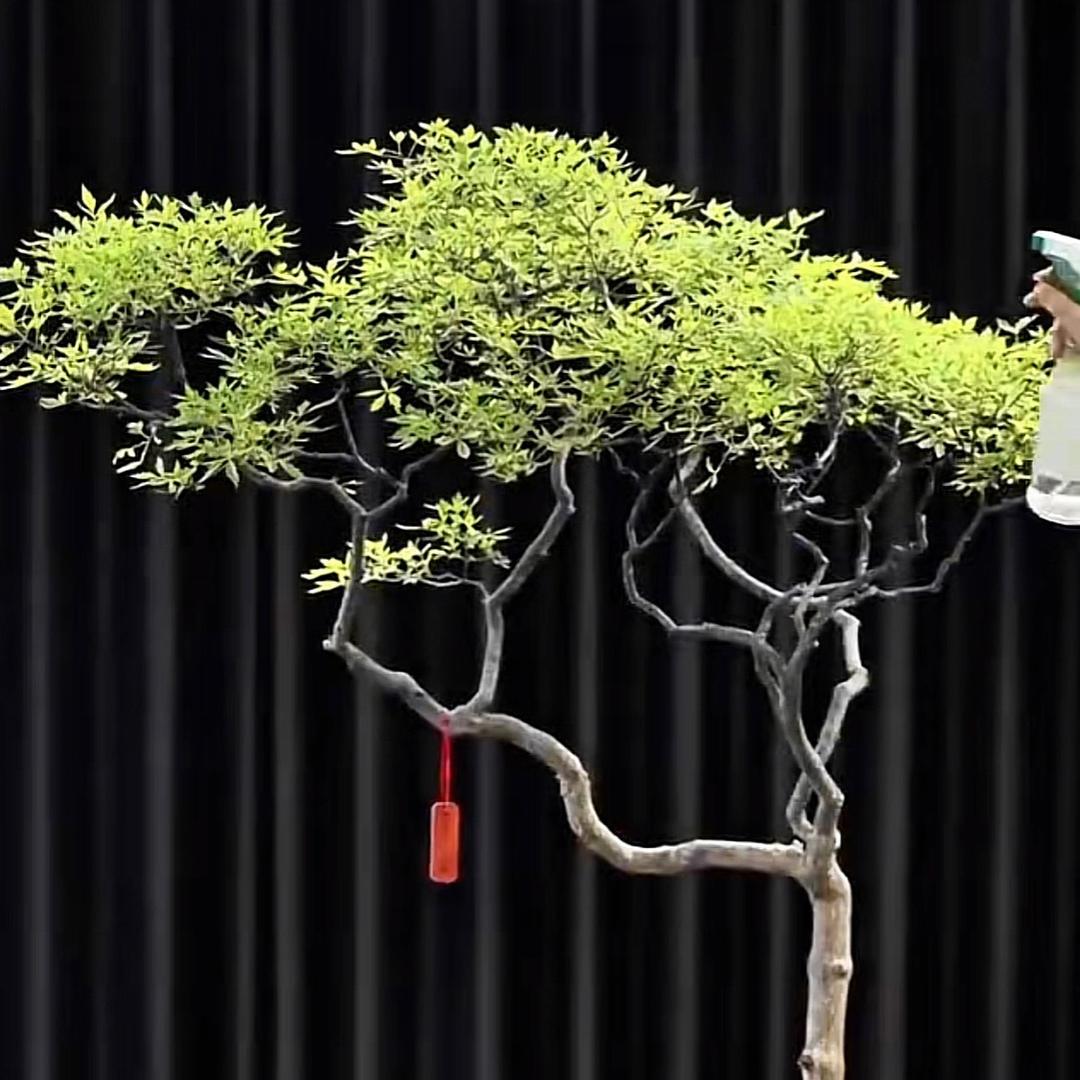 沂蒙零零后卖黄荆