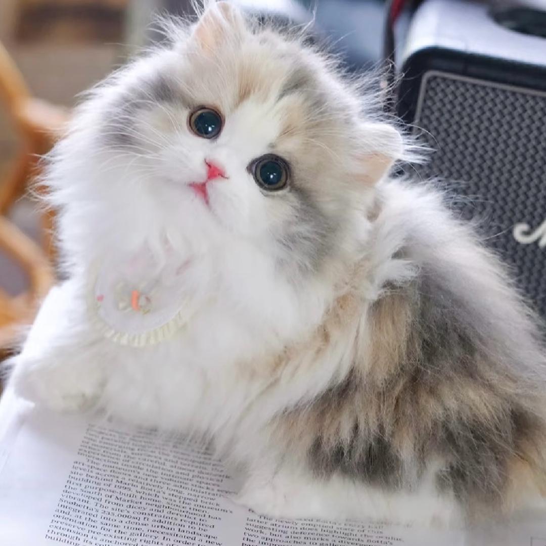 云南萌点宠物 羊妞妞
