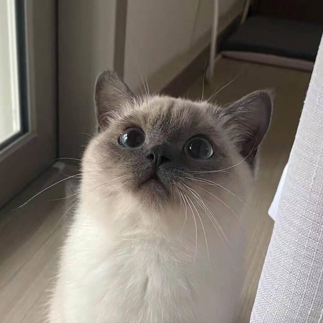小夜大王