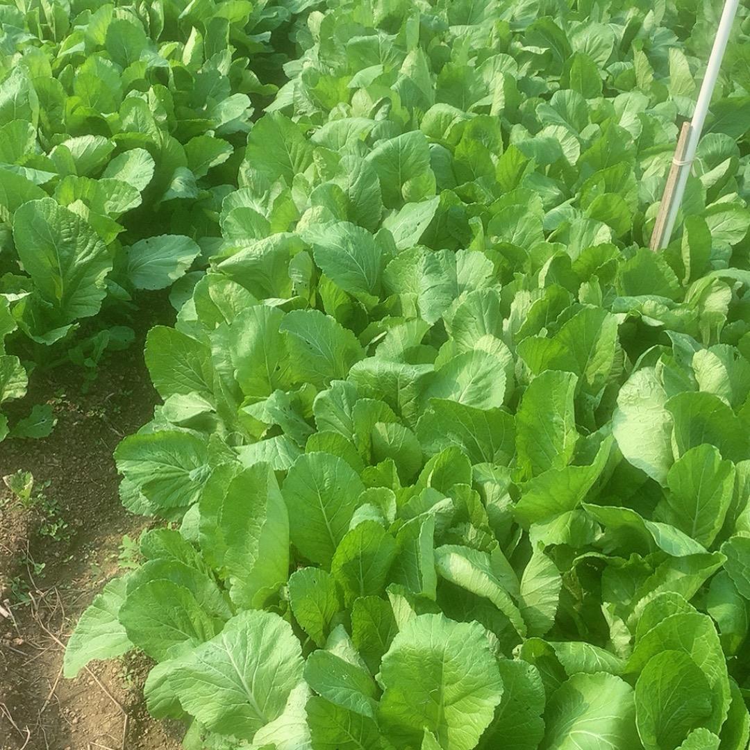 开着拖拉机迎接冬天到来