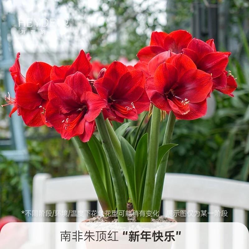 樱鲜麦季旭果树苗木专卖店