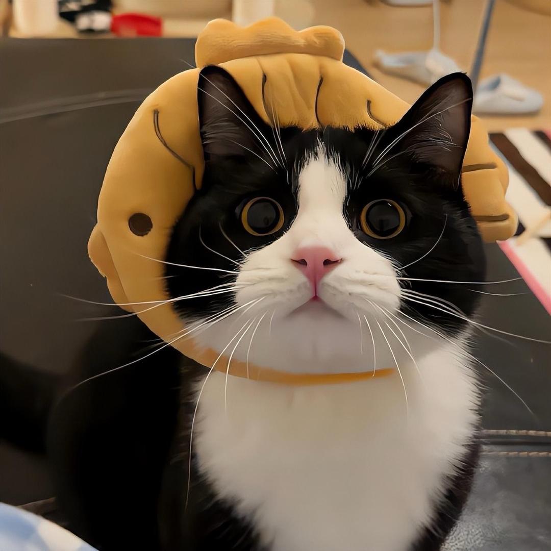喵喵🐱游戏酱
