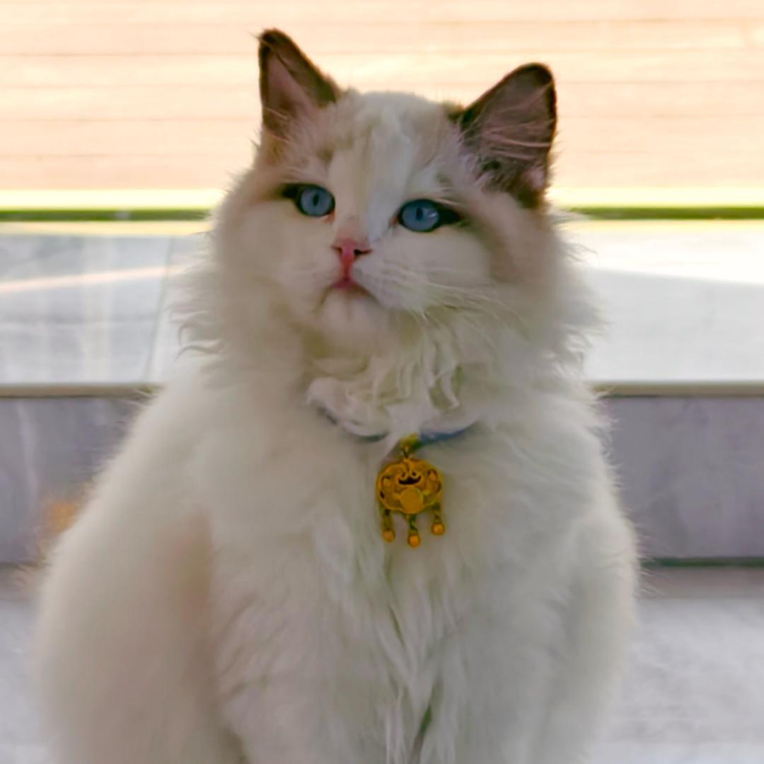 银宝的Die🐱