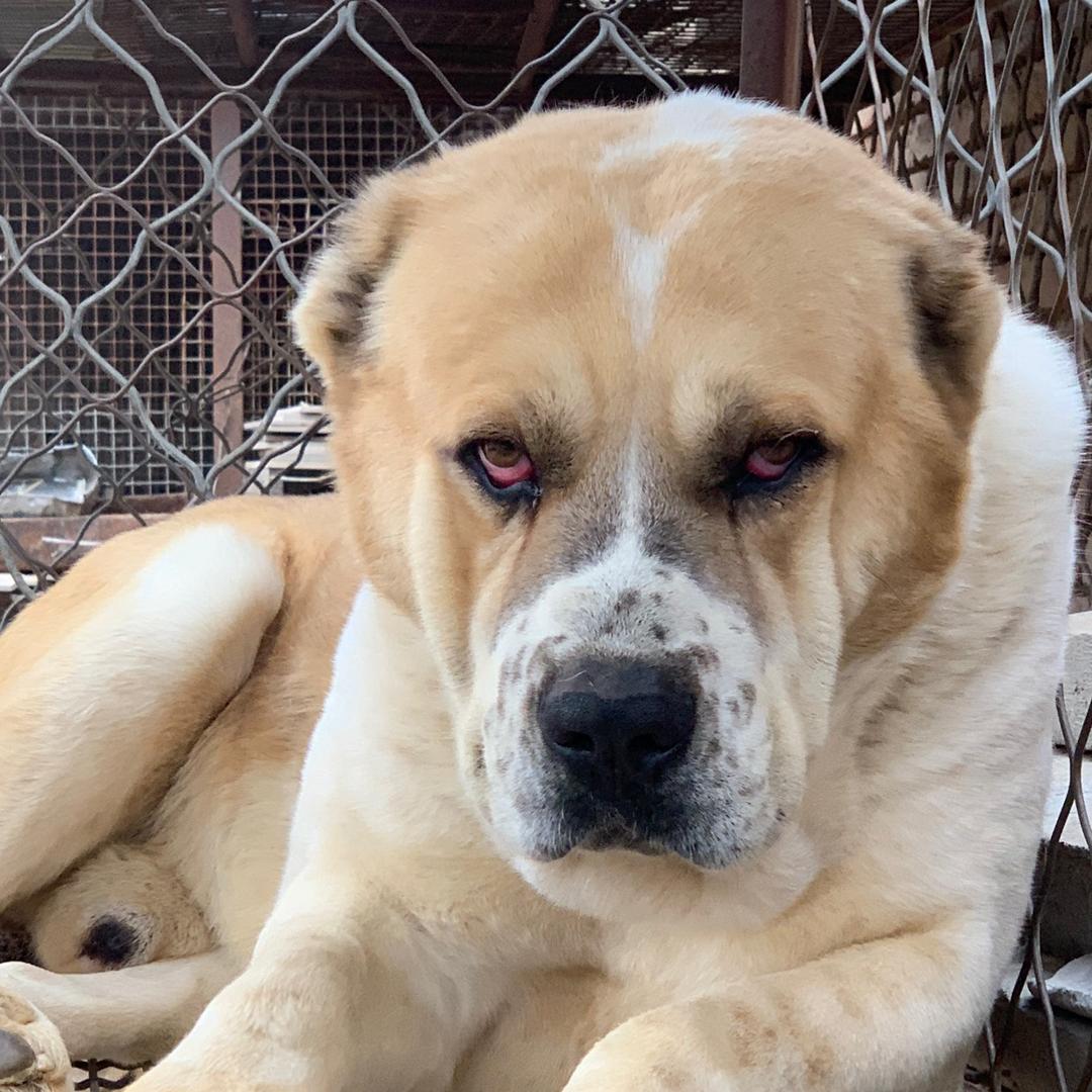 德州禹城中亚牧羊犬