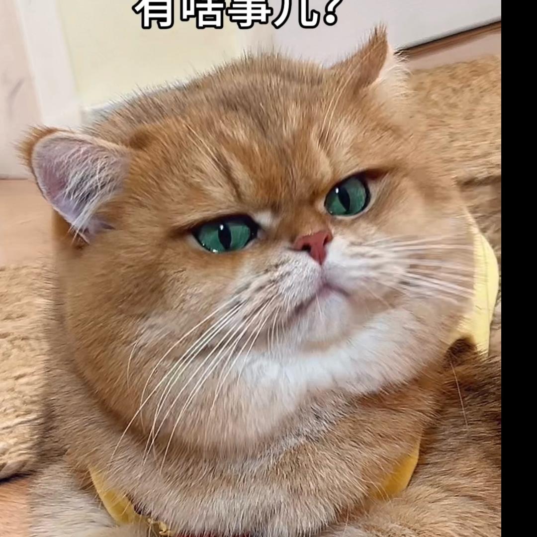 元宝的碎碎念
