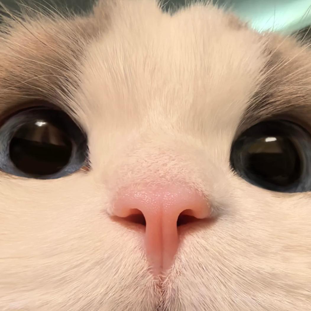 毛瓜猫舍