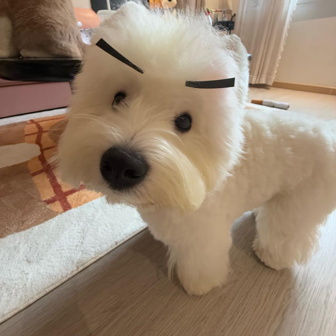 笨笨的墩傻傻的活