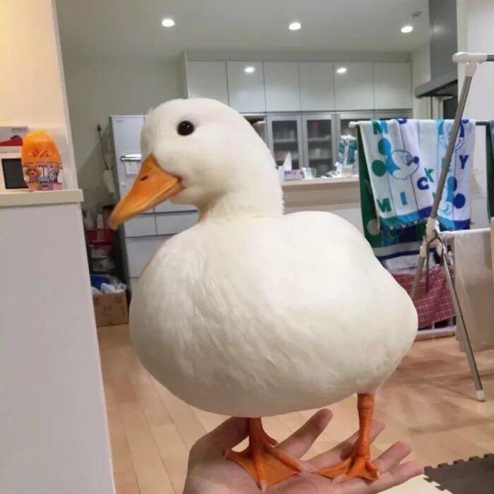 麦嘉鸿