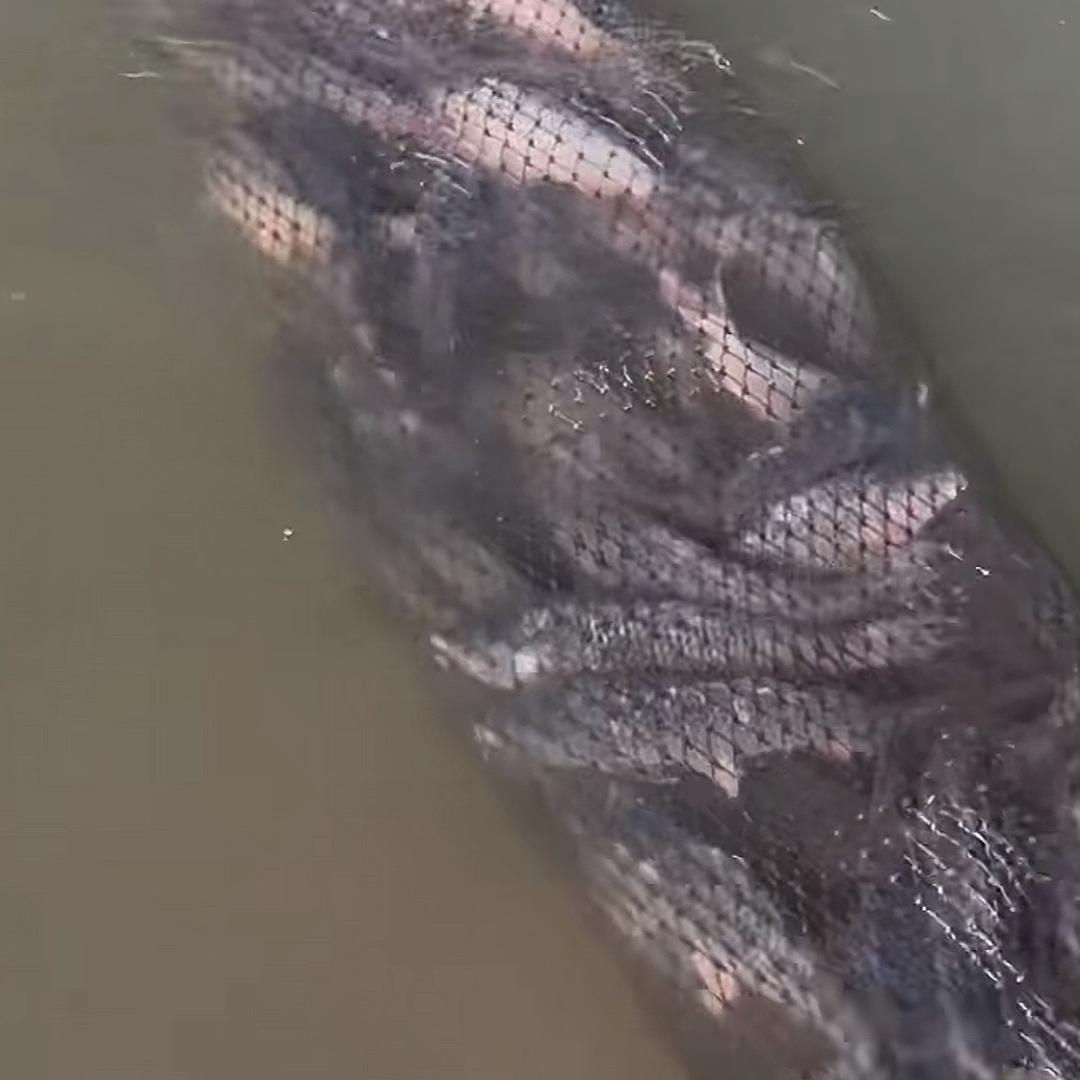 惠济区科技鱼饵