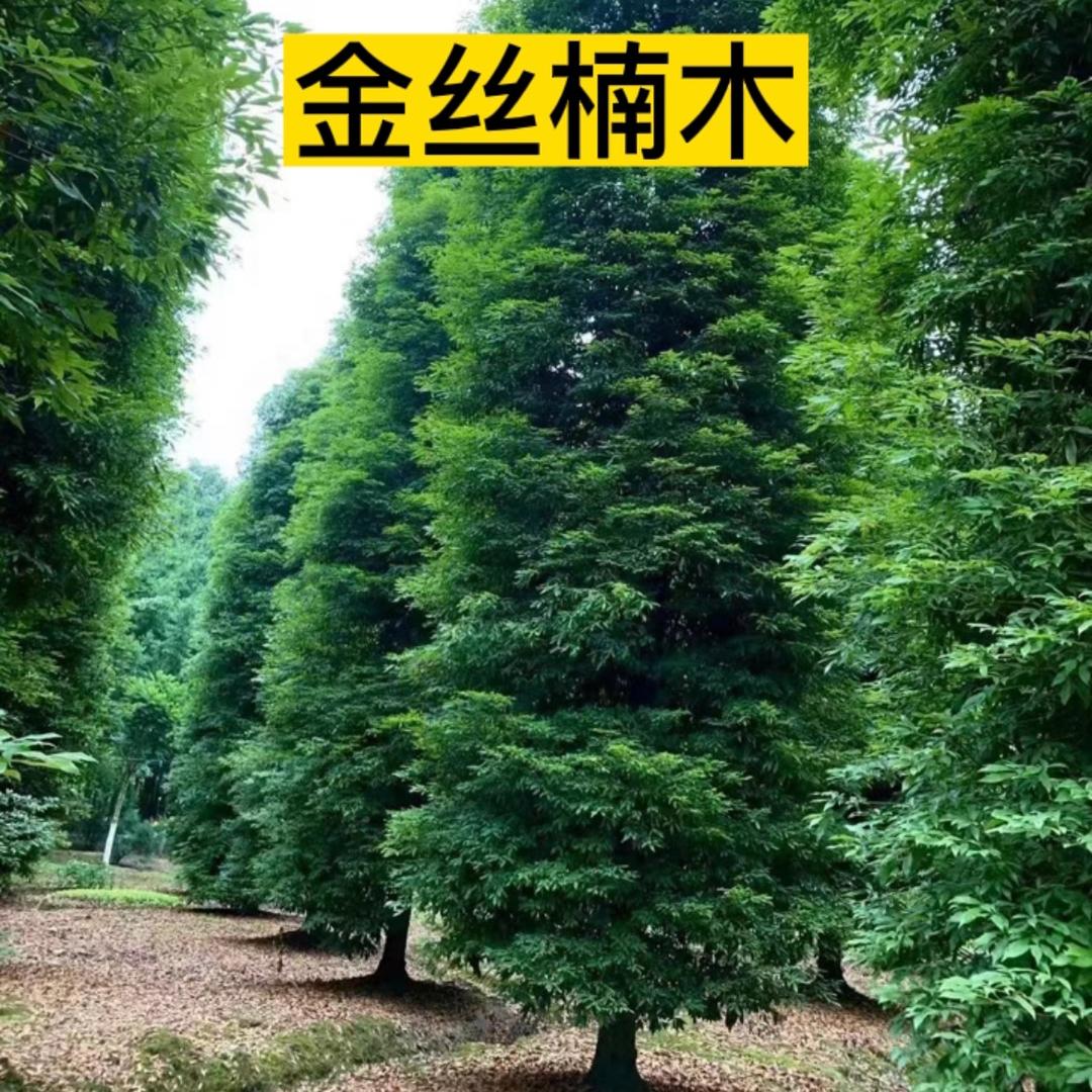 四川金丝楠种植基地