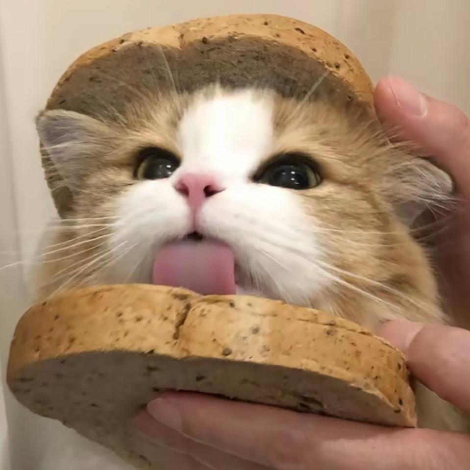 耿耿