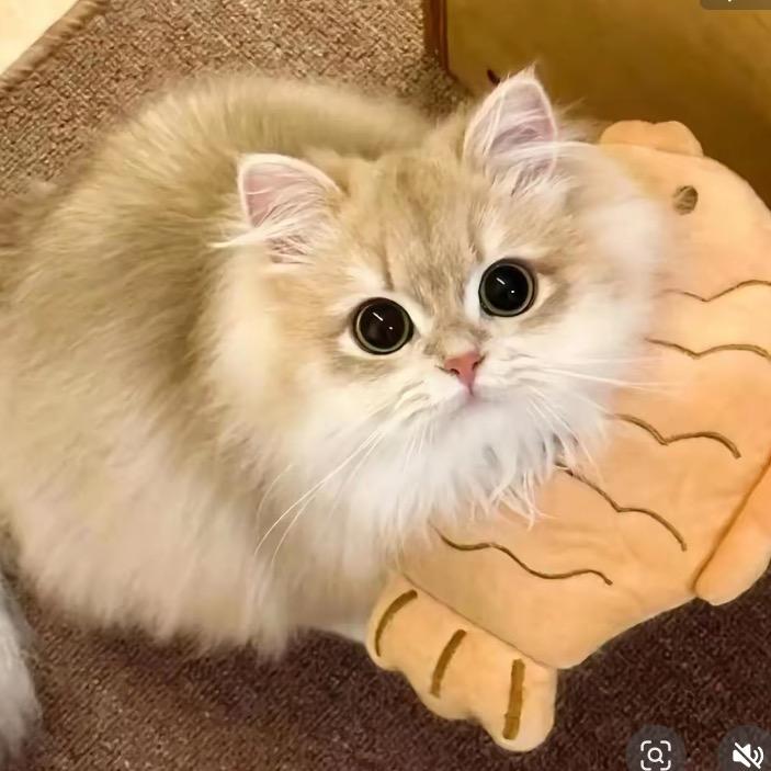 辛辛子