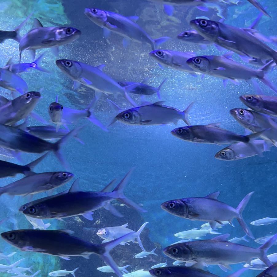沐沐哦