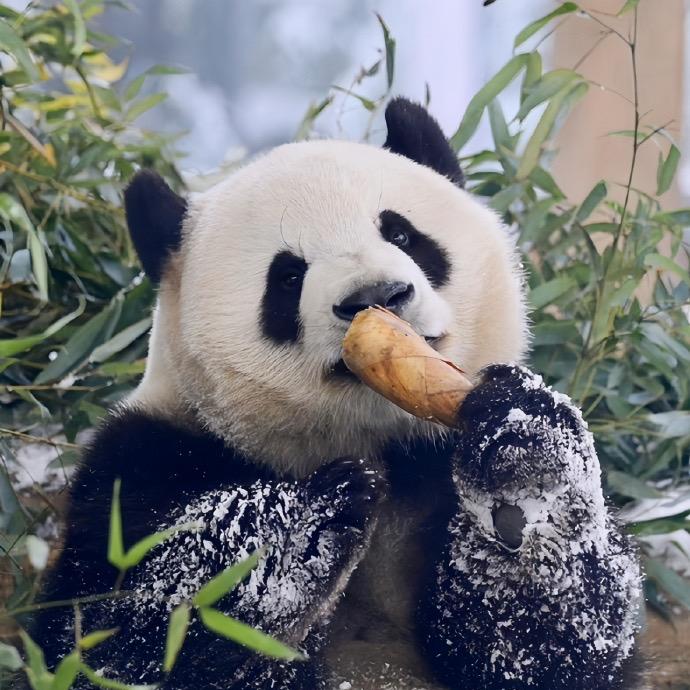 卡皮巴拉饼饼头像