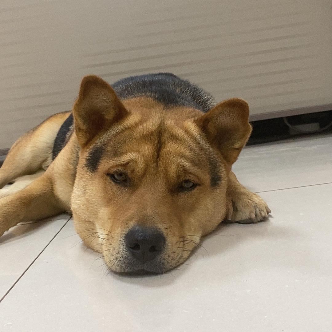 忧郁“泰和金”✨