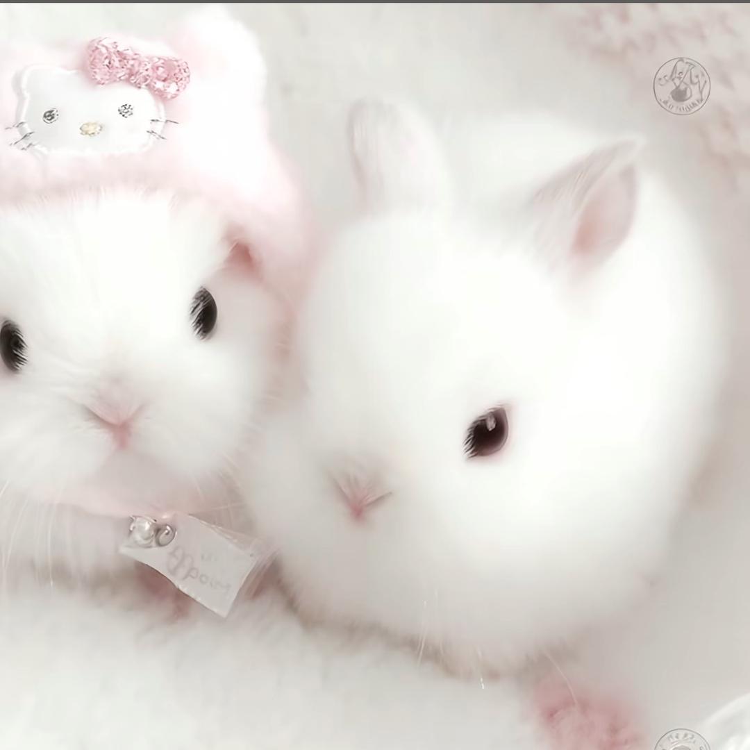 白  泽