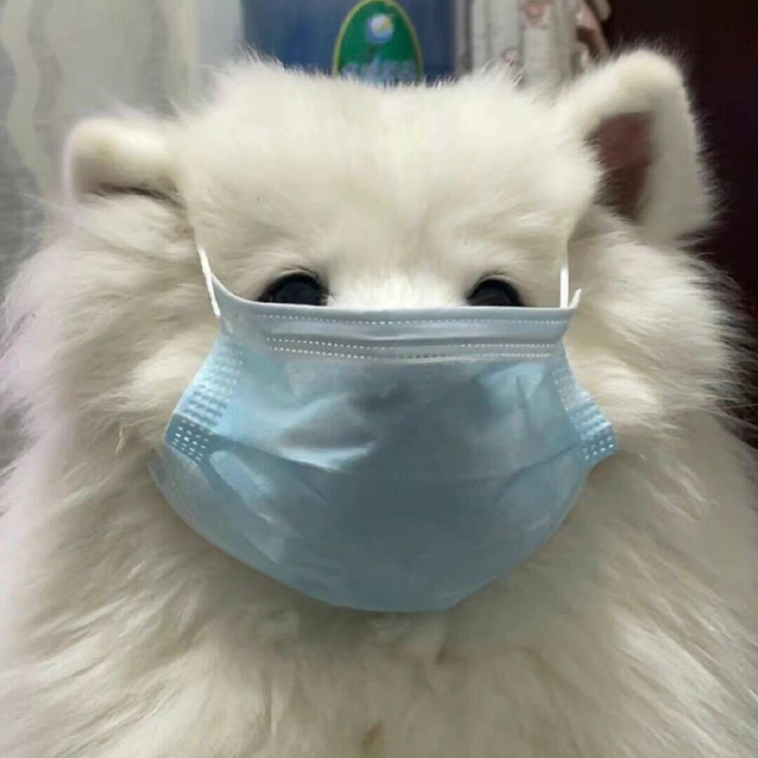 咕咕ovo