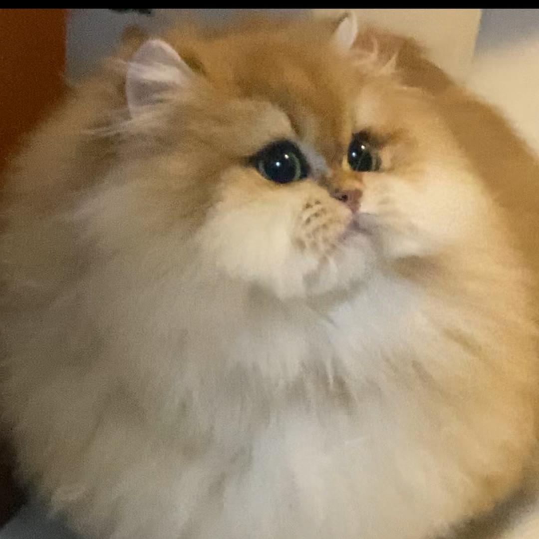 上海 香猫满桌