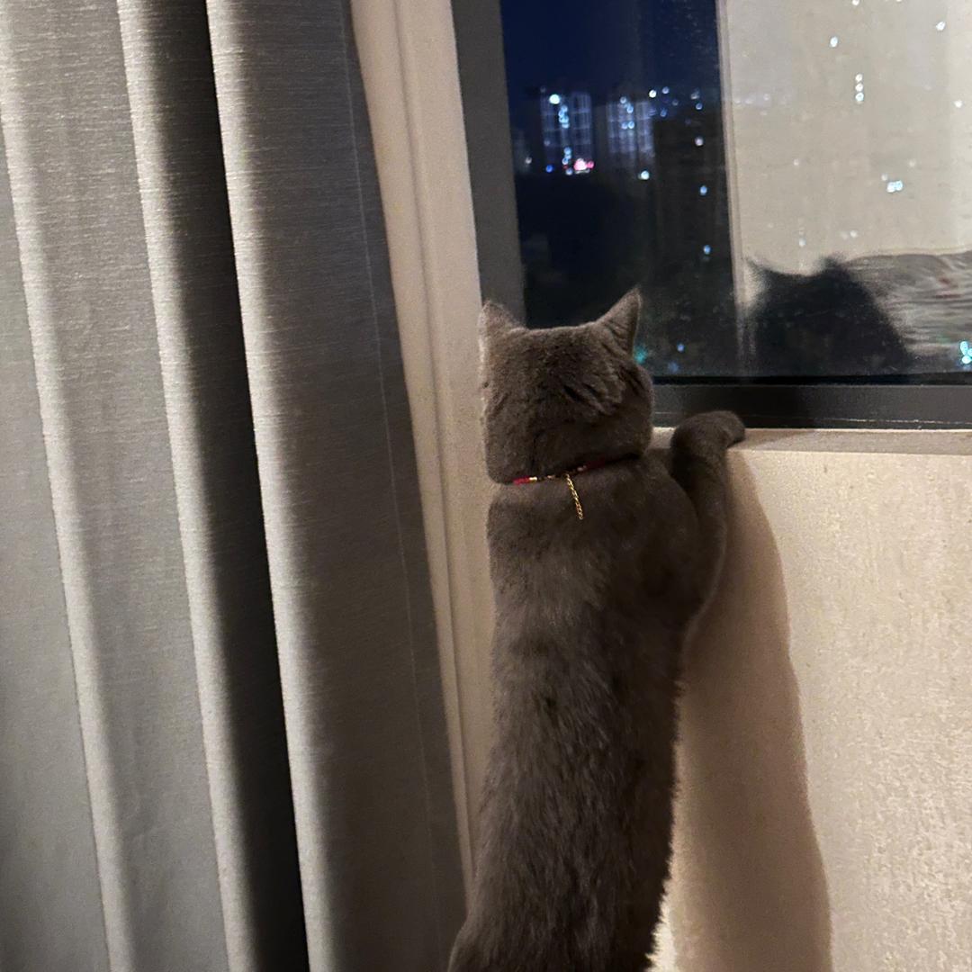 玖歌