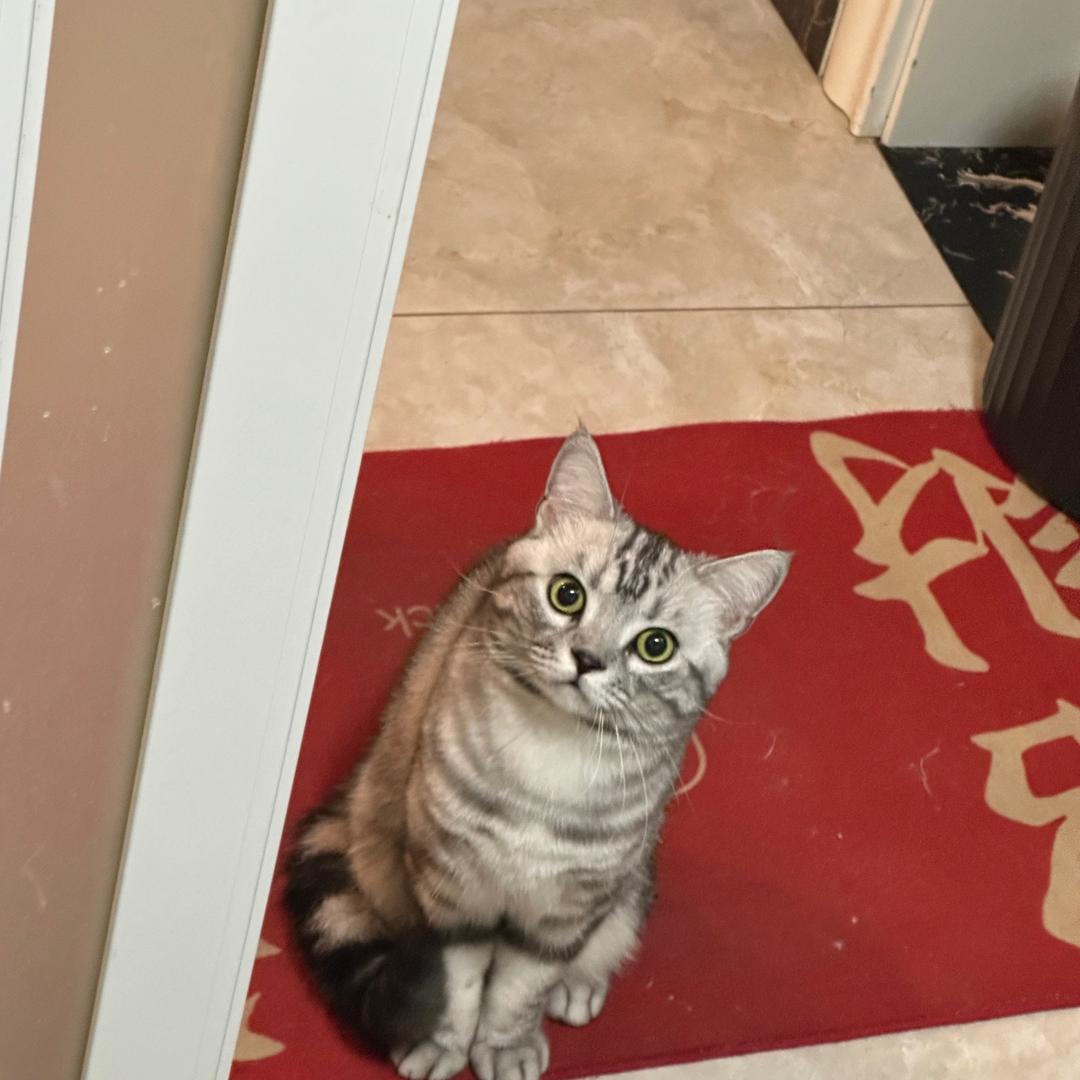 小猫爱薯条