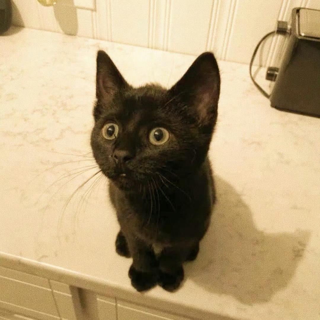大馋猪uu