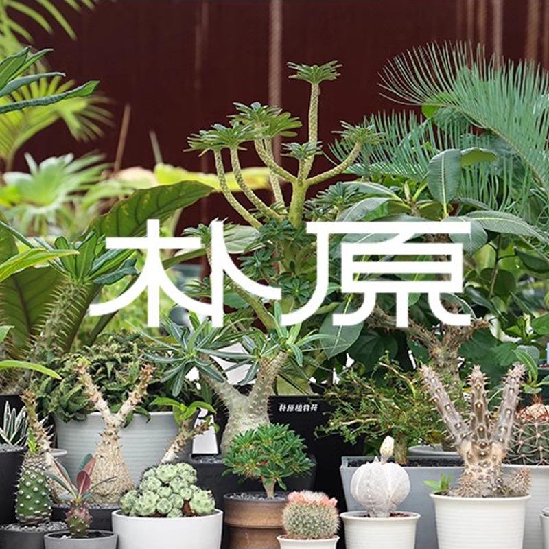 朴原花多多