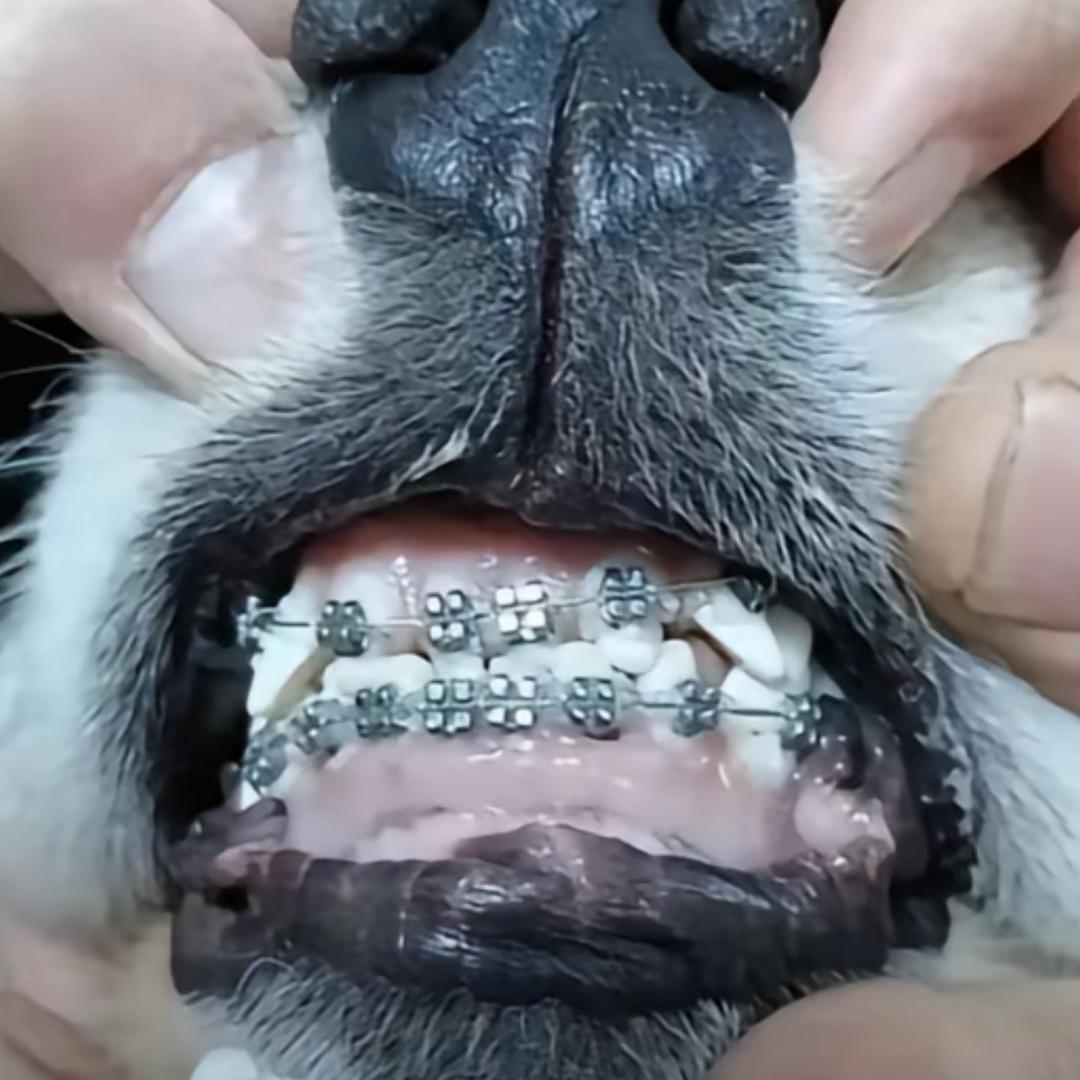 贝达