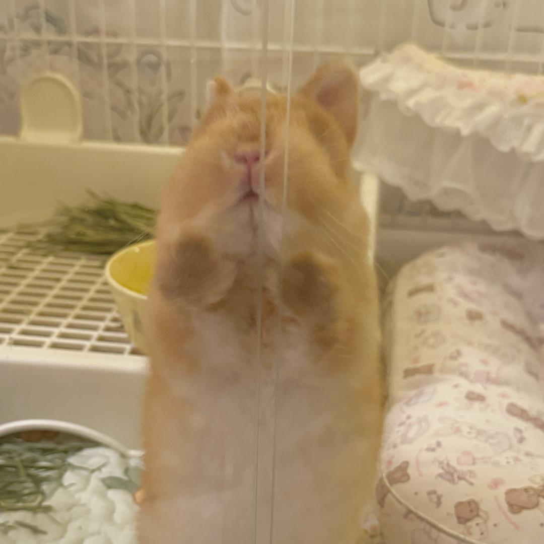 福福小吐司