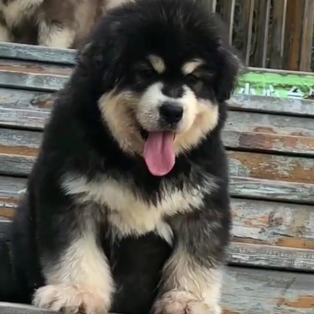 仁義·阿拉斯加