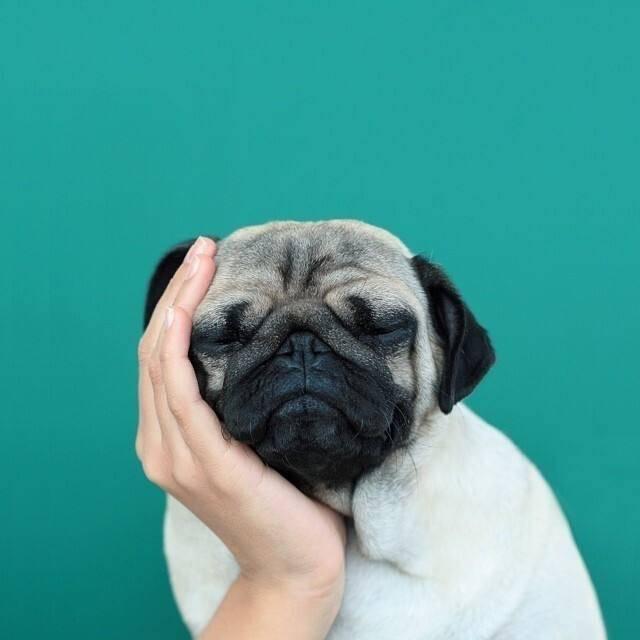 小皮球