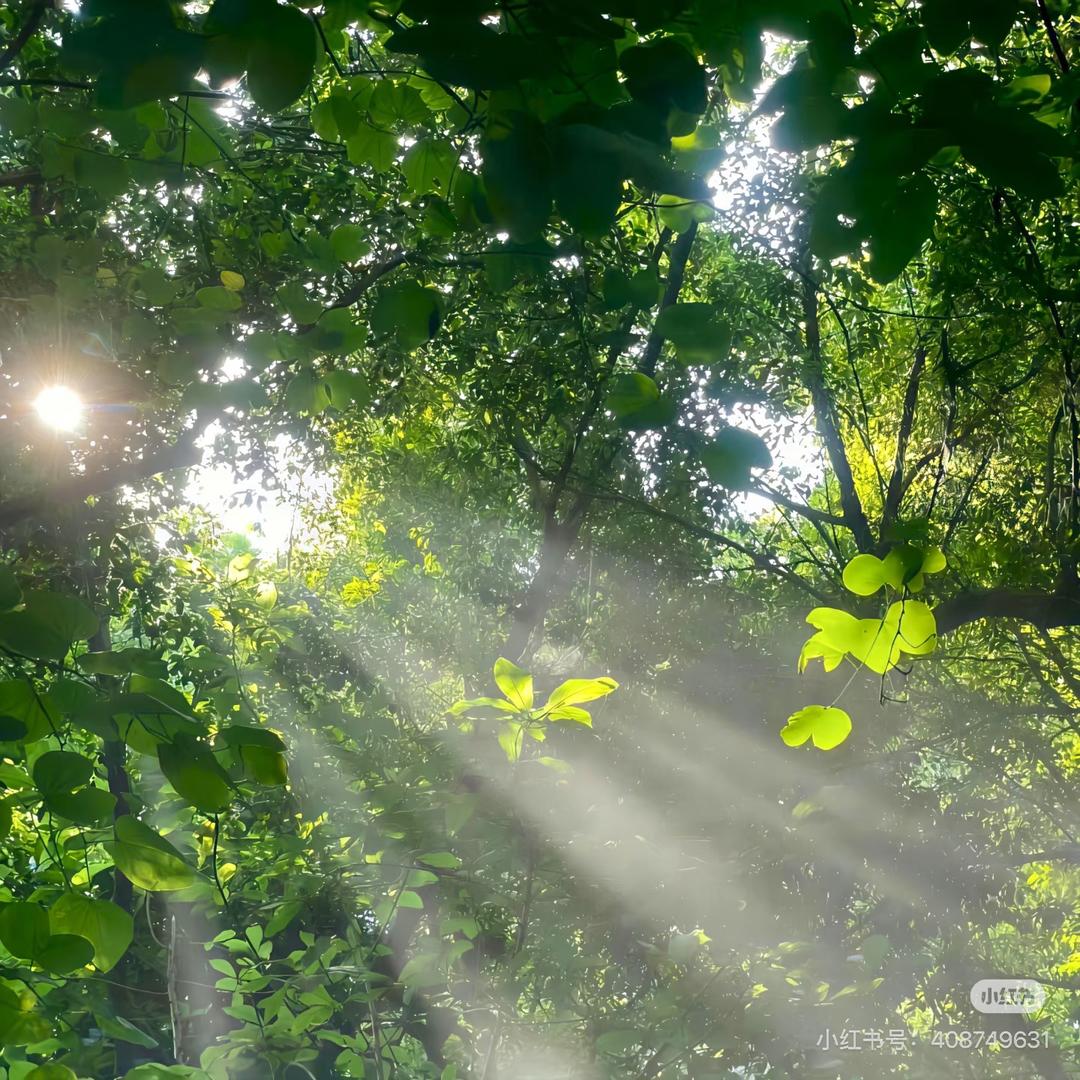 邯郸市云燕樱桃种植基地