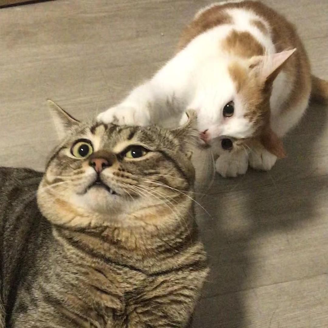 小王子（主包版