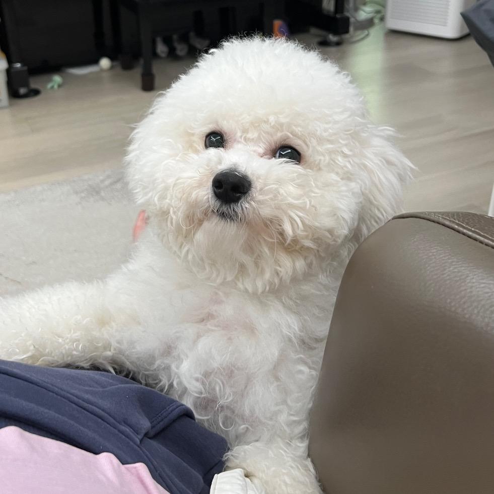 斯嘉丽大熊