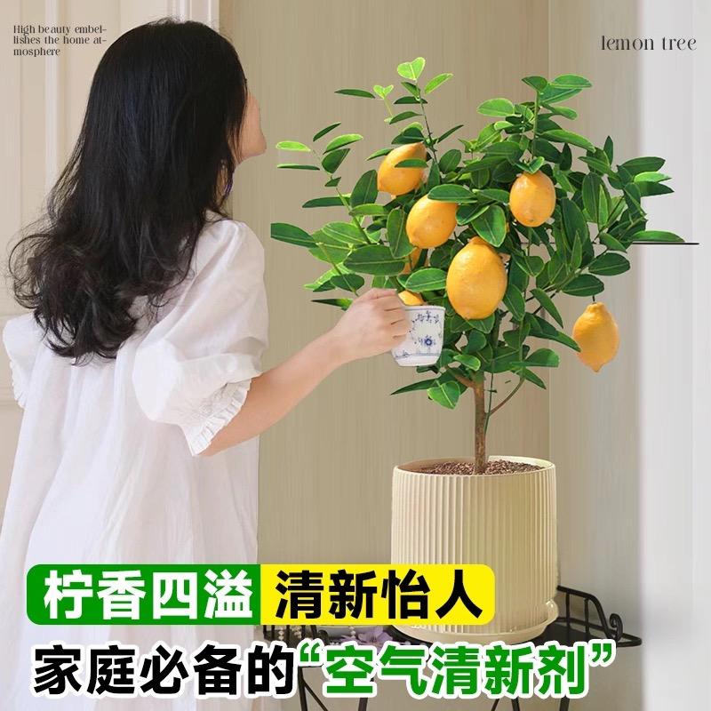 舜豪园艺