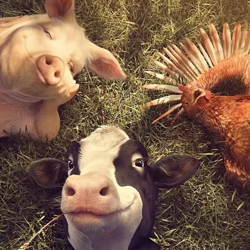牛墩墩🐮