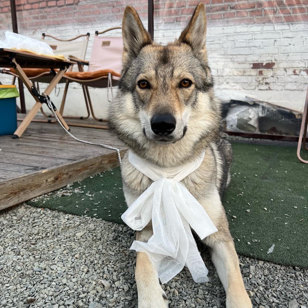 捷克狼犬=拿铁