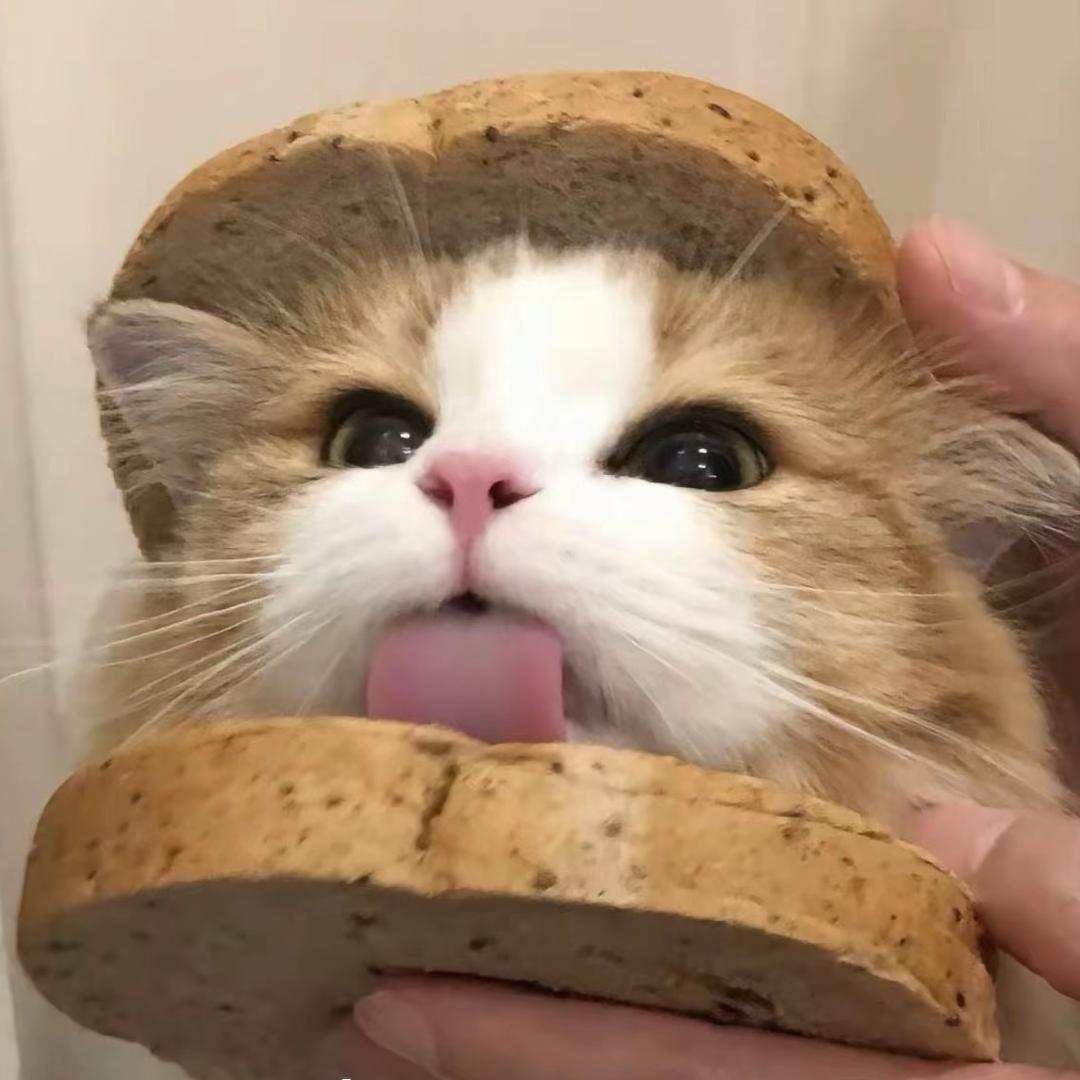 小猫吃汉堡