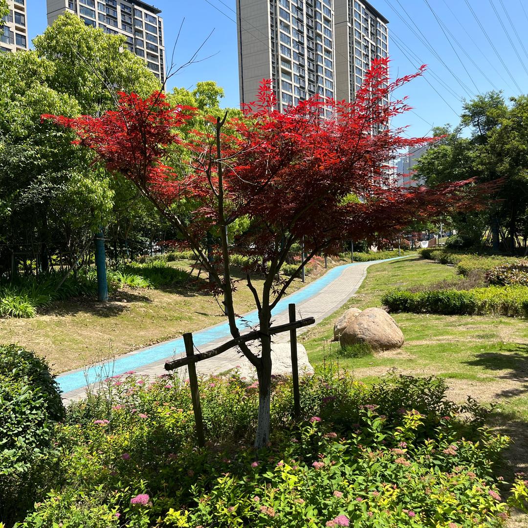 兰花