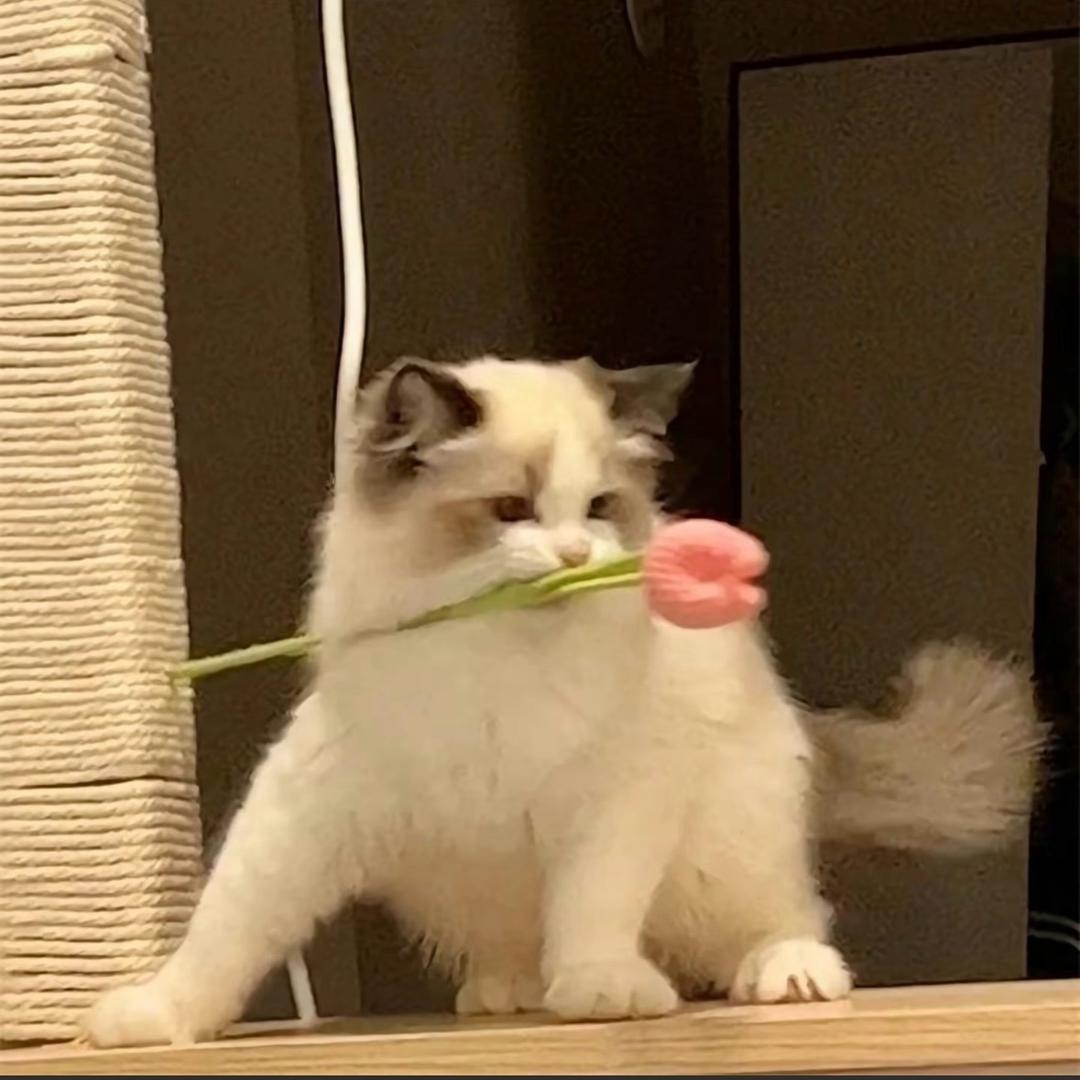 🐱吃🐟