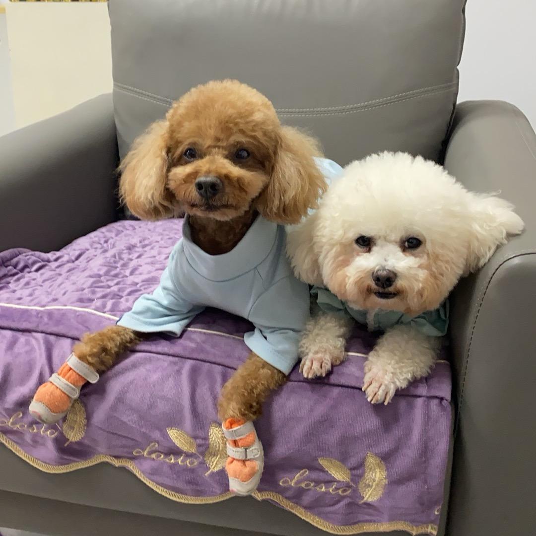 豆豆和球球🐶